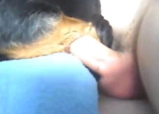 Zoophile fuck with a Rotty and its tight hole