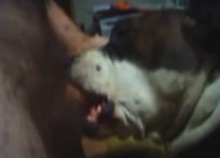 Zoo porn with a dog BJ, deep oral fucking