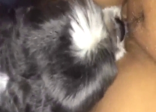 Zoo porn with a sexy dog that gets destroyed