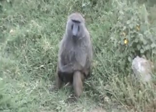 Zoo XXX with a monkey that plays around with D