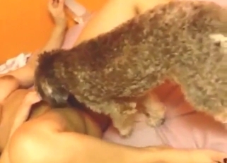 Zoophile babe gets her teen vag licked by dog