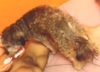 Zoophile babe gets her teen vag licked by dog