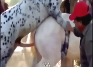 Bestiality sex with horses that show true passion