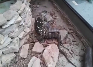 Lizard porn with lots of hardcore action in HQ