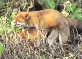Fox sex scene with cute animals fucking outside