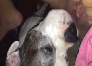 Sexed-up dog is licking her pussy to orgasms