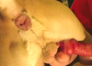 Blowjob with a dog that has a throbbing dong