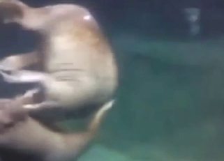 Walrus is going to suck on its own penis here