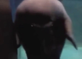 Walrus is going to suck on its own penis here