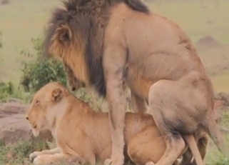 Lion porn movie with sexy beasts getting off