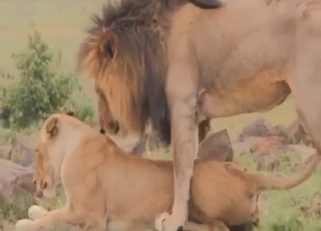 Lion porn movie with sexy beasts getting off