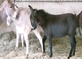 Donkey piss porn with a sexy animal on the edge