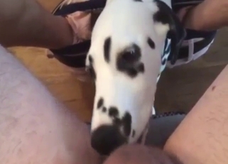 Dalmatian's rimjob skills are fucking amazing