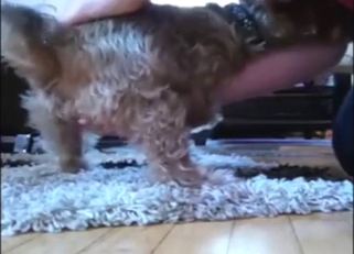 Yorkie getting fingered after long foreplay