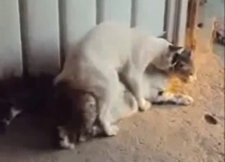 White cat in a sexy porn movie with doggystyle