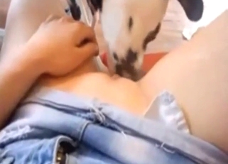 Dalmatian shows how to properly lick vagina