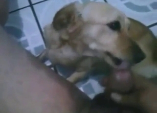 Dude is going to love the way this dog licks