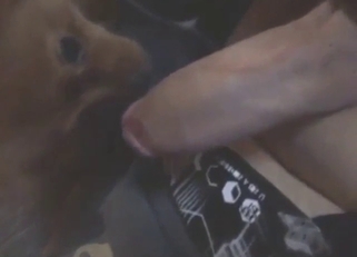 Hot dog is going to enjoy passionate cock lick