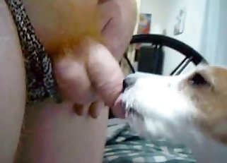 Obedient tiny doggo blows a guy