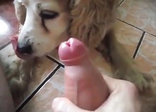 Nice blowjob from a shaggy-looking dog