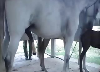 Playful horses have nasty bestiality sex