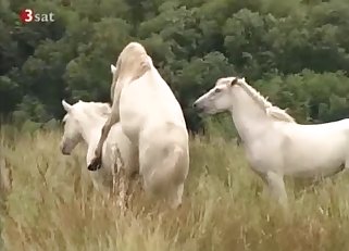 Two wild mustangs have awesome sex