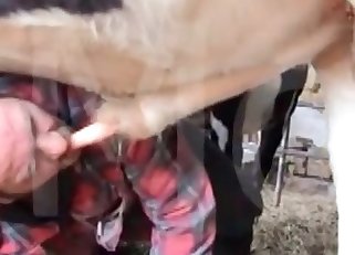 Watch how this horse is becoming horny