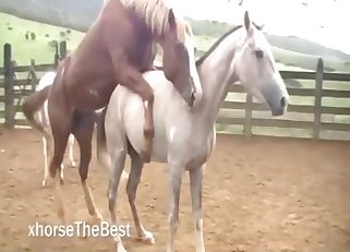 Two nice-looking horses have good fuck