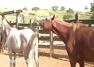 Two nice-looking horses have good fuck