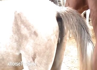 Horses porn in Mannheim