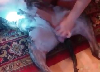 Dog's hairy cock jerked and sucked