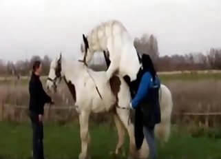 Amazing outdoors action with a horse