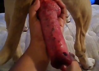 Red dog cock getting jerked in POV