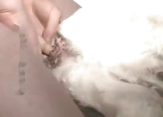 Dude fucked his dog in hardcore mode