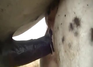 Horse gets fucked in the doggy style